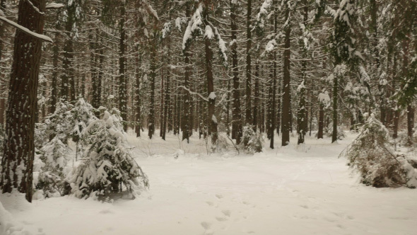 Forest under the Snow