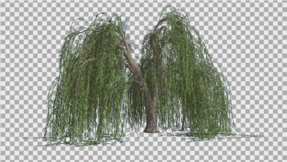 Weeping Willow Long Hanging Branches Are Swaying