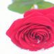 Red Rose on Snow - VideoHive Item for Sale