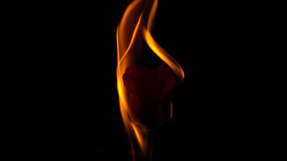 Burn Rose