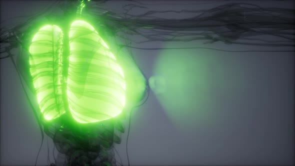 Human Lungs Radiology Exam alt