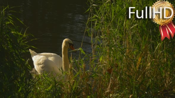 White Swan Benind The Green Reed Shaking The Head