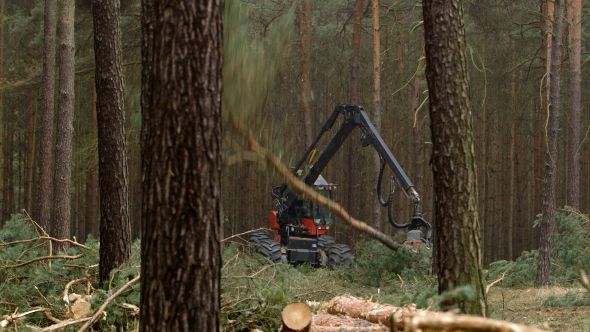 Harvester Felling Machine Lumber a Pine Tree