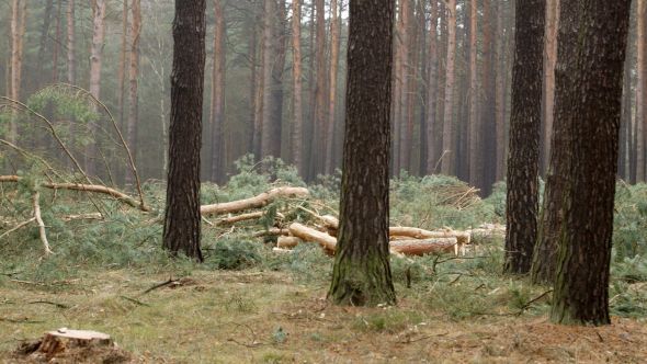 Freshly Felled Forest with single Piles of Logs