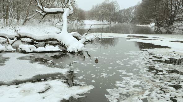 Duck in the Winter River