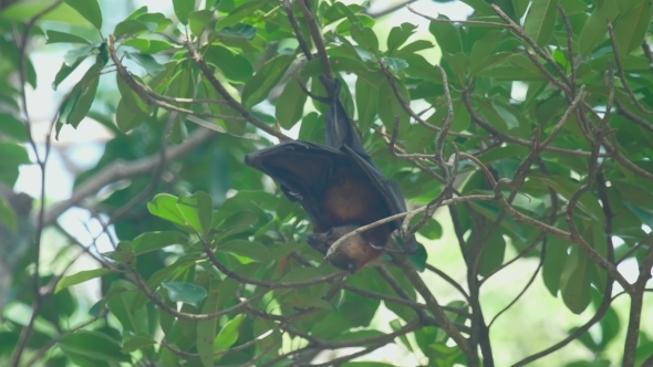 Flying Fox Hangs On a Tree Branch