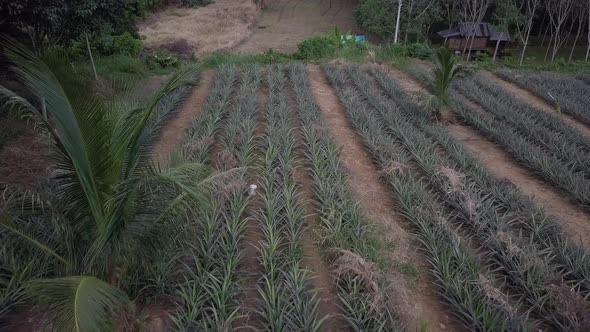 Flying Over Pineapple Farm With Growing Crops In Rural Phuket, Thailand. aerial