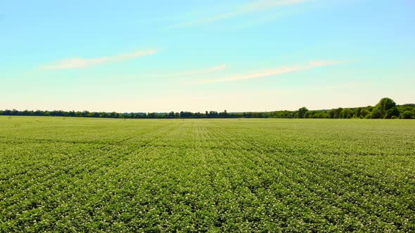 Aero. Flowering Potatoes. White, Pale Pink Flowers Bloom on Potato Bushes on a Farm Field. Potato