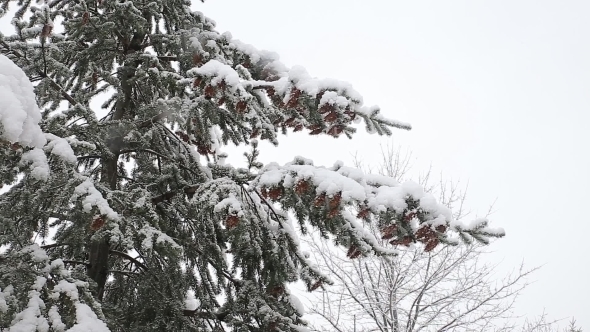 Spruce Tree With Many Cones In a Snowstorm