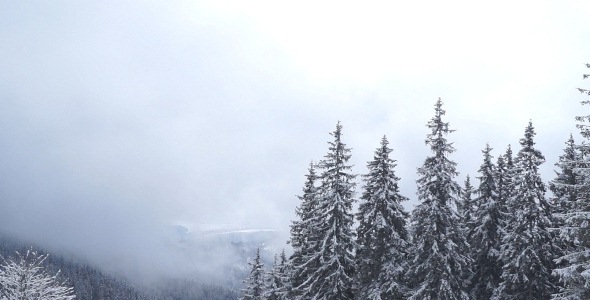 Cloud Mountain Snow Forest Fir Trees 2