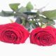 Two Red Roses in the Snow - VideoHive Item for Sale