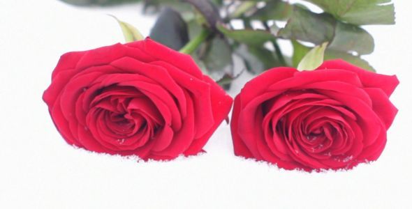 Two Red Roses in the Snow