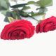 Two Red Roses Falling into Snow - VideoHive Item for Sale