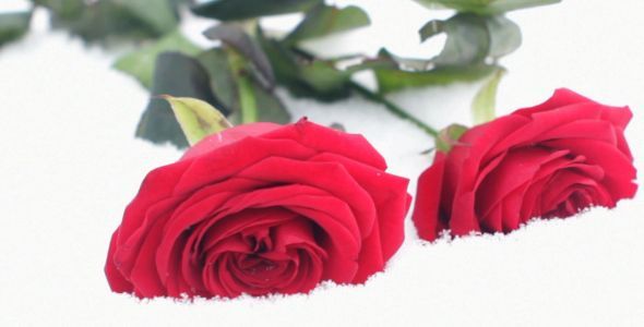 Two Red Roses Falling into Snow