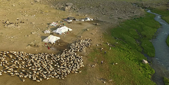 Sheep and Mountain