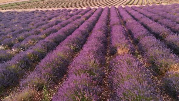 Drone View Over Valensole Provence, France