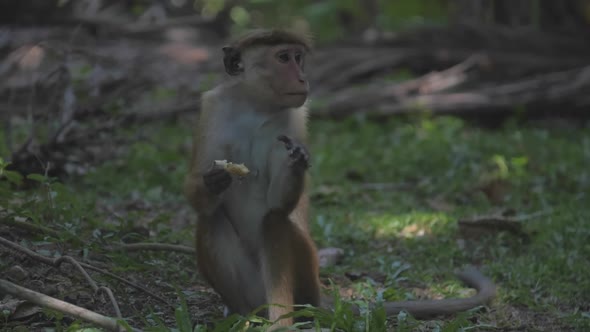 Toque Macaque Eats Delicious Apple Sitting on Green Lawn