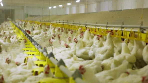 Chicken Farm Poultry Production