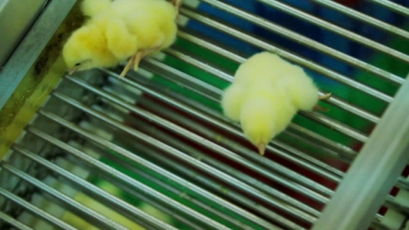 Sorting Small And Beatiful  Chicks In Factory