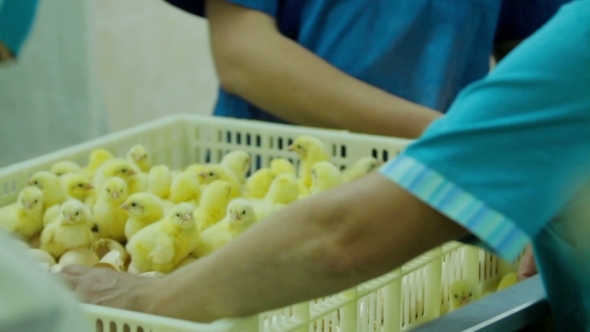 Workers Sorting Small Chicks In Factory