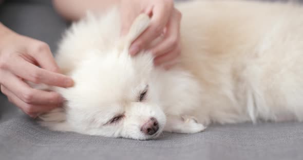Pet Owner Touch on Pomeranian Dog