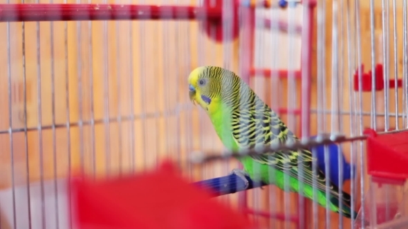 Home Parrot In a Bird Cage