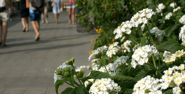 White Flowers on the Seafront