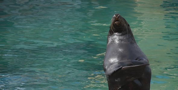Sea Lion Clapping 
