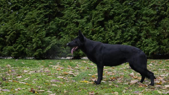 Side View of a Black German Shepherd Dog in an Autumn Park