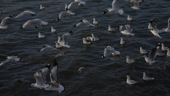 Flock Of Seagulls Flying