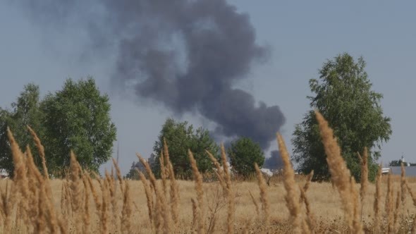 It Can be Seen From Both The Wind Swaying stalks