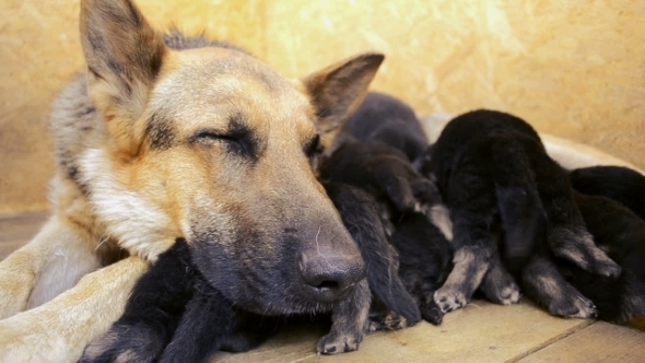 Muzzle Dog  German Shepherd  And Paws Puppies  Suck Milk