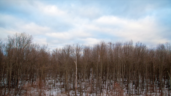 Winter Tree with Clouds