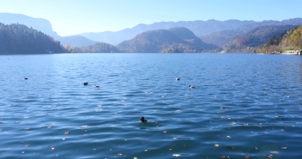 Ducks on The Lake Bled