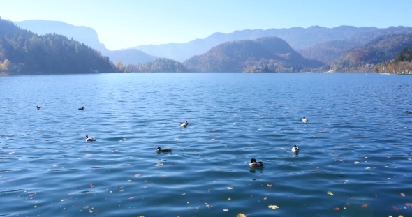 Ducks On The Lake Bled