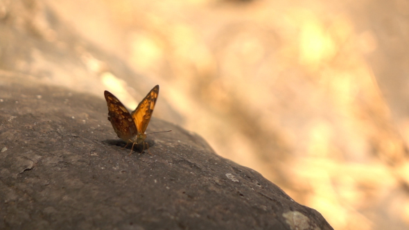 Butterfly On Rock