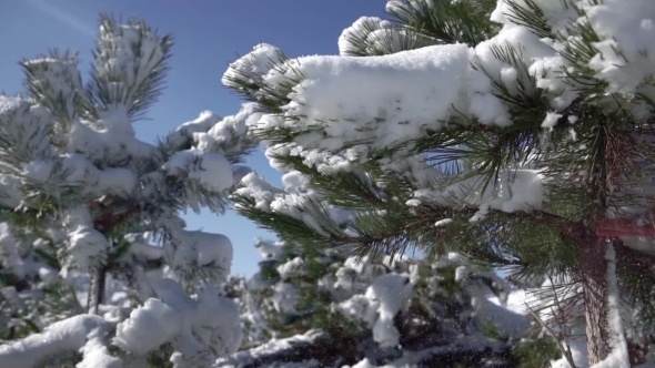 Shake Off Snow With Fir Branches