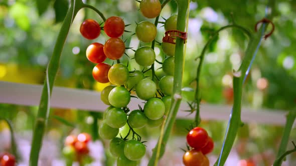 Cherry Tomato Plant Stem Ripening in Sunny Day Closeup