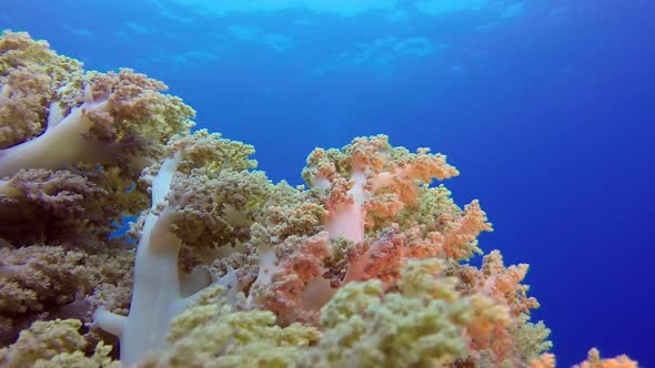 Broccoli Coral with Blue Water Background