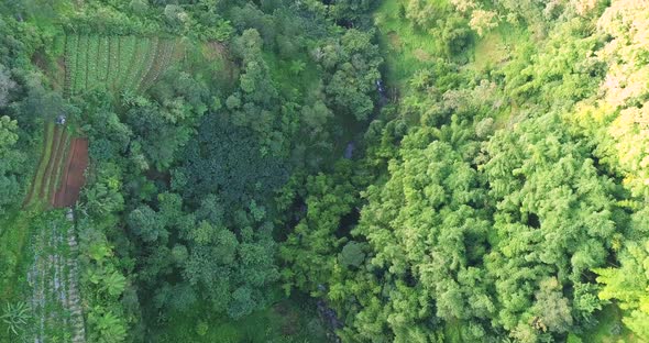 footage of forest on the slopes of a mountain. aerial drone view of dense forest with a meandering r