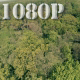 Flying over Forest Road - VideoHive Item for Sale