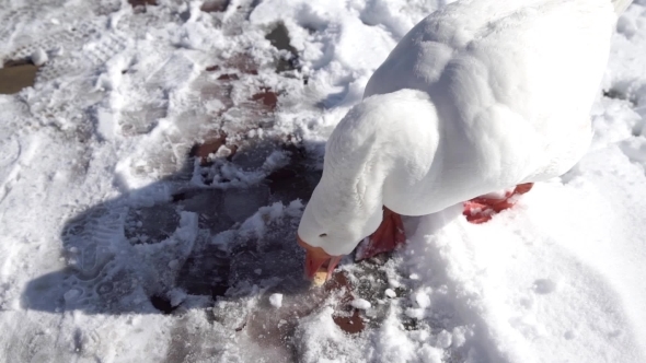 White Goose Eating On a Snow Lake