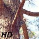 Woodpecker - VideoHive Item for Sale