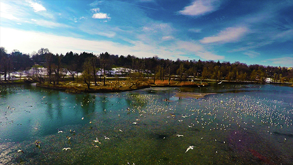 Seagulls Flying Over the Lake