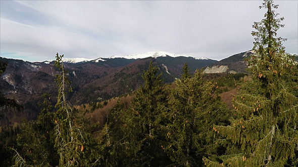 Aerial Forest in Mountains