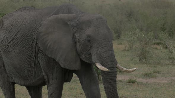 African elephant eating