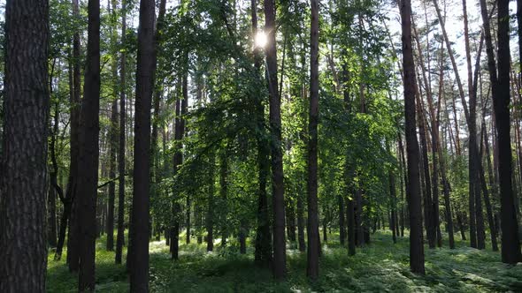 Trees in the Forest By Summer Day