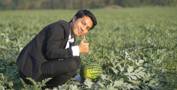 Businessman Check Watermelon