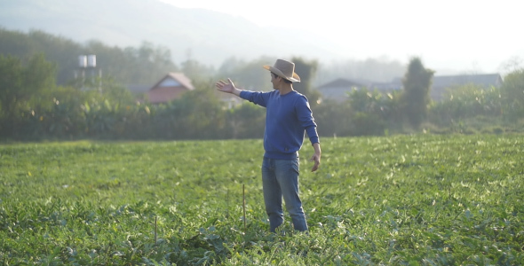 Farmer In Melon Field