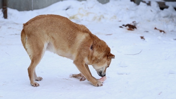 Animal Shelter, Dog Chewing a Bone